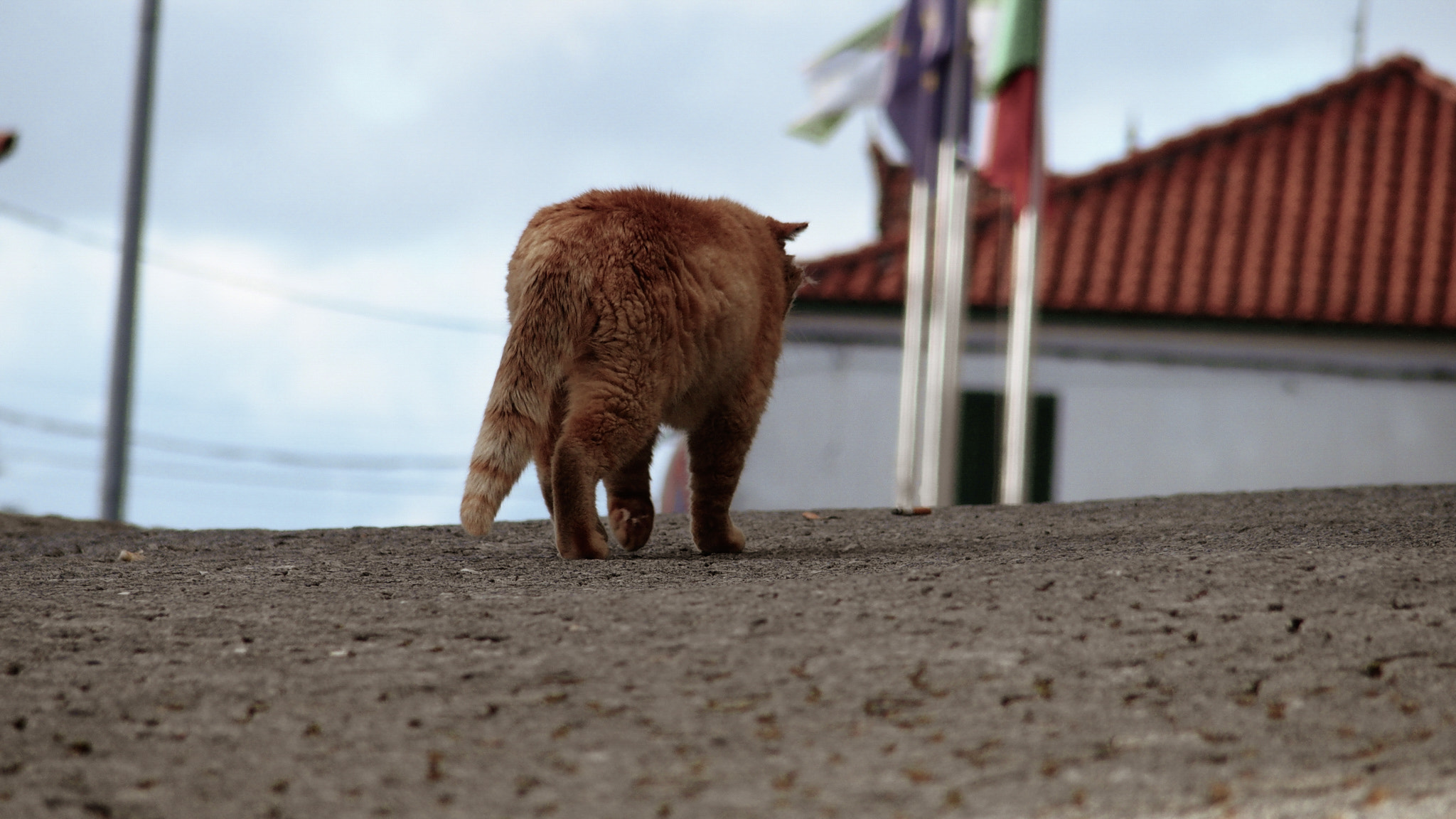 Olympus STYLUS1,1s sample photo. Cat photography