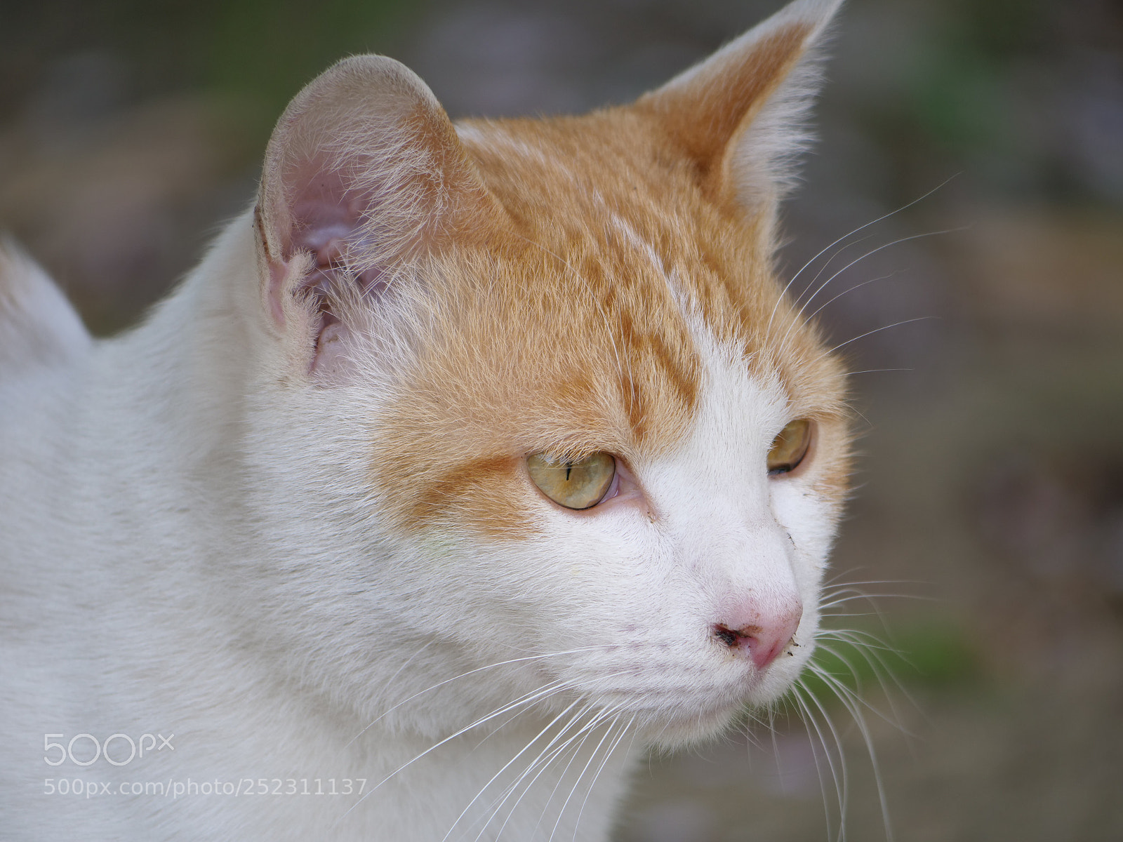 Panasonic Lumix DC-GH5 sample photo. Untitled photography