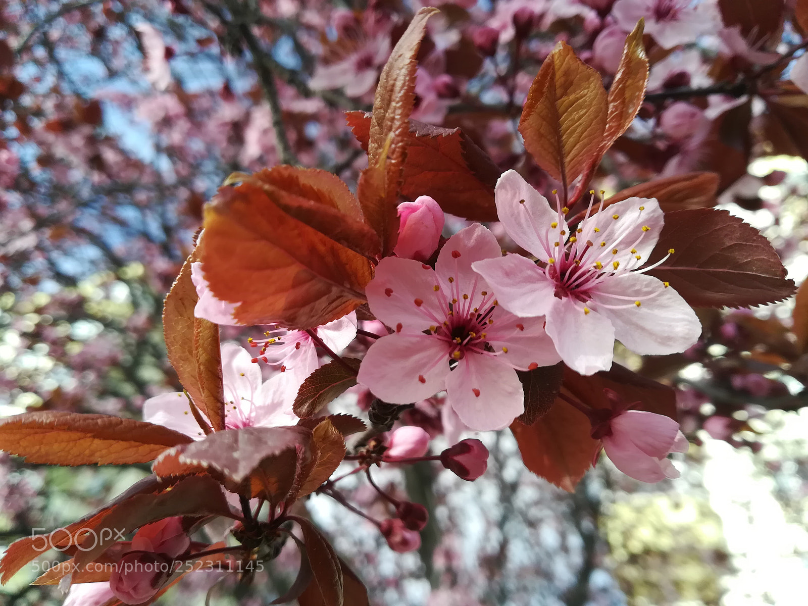 HUAWEI P10 lite sample photo. Flowers photography