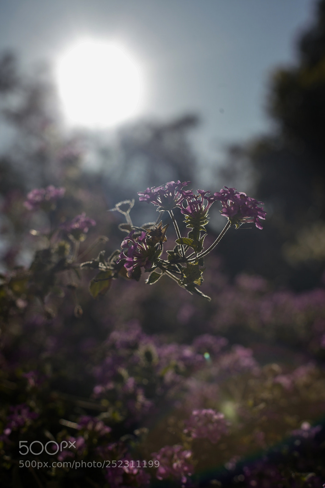 Canon EOS 5D Mark II sample photo. Flor lila photography