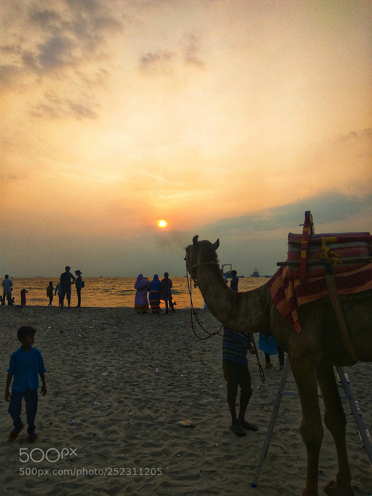 Xiaomi Redmi Note3 sample photo. Camel watching the sunset photography