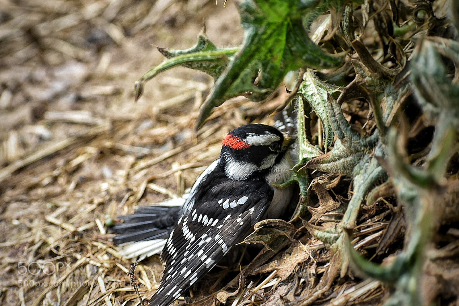 Nikon D3400 sample photo. Untitled photography