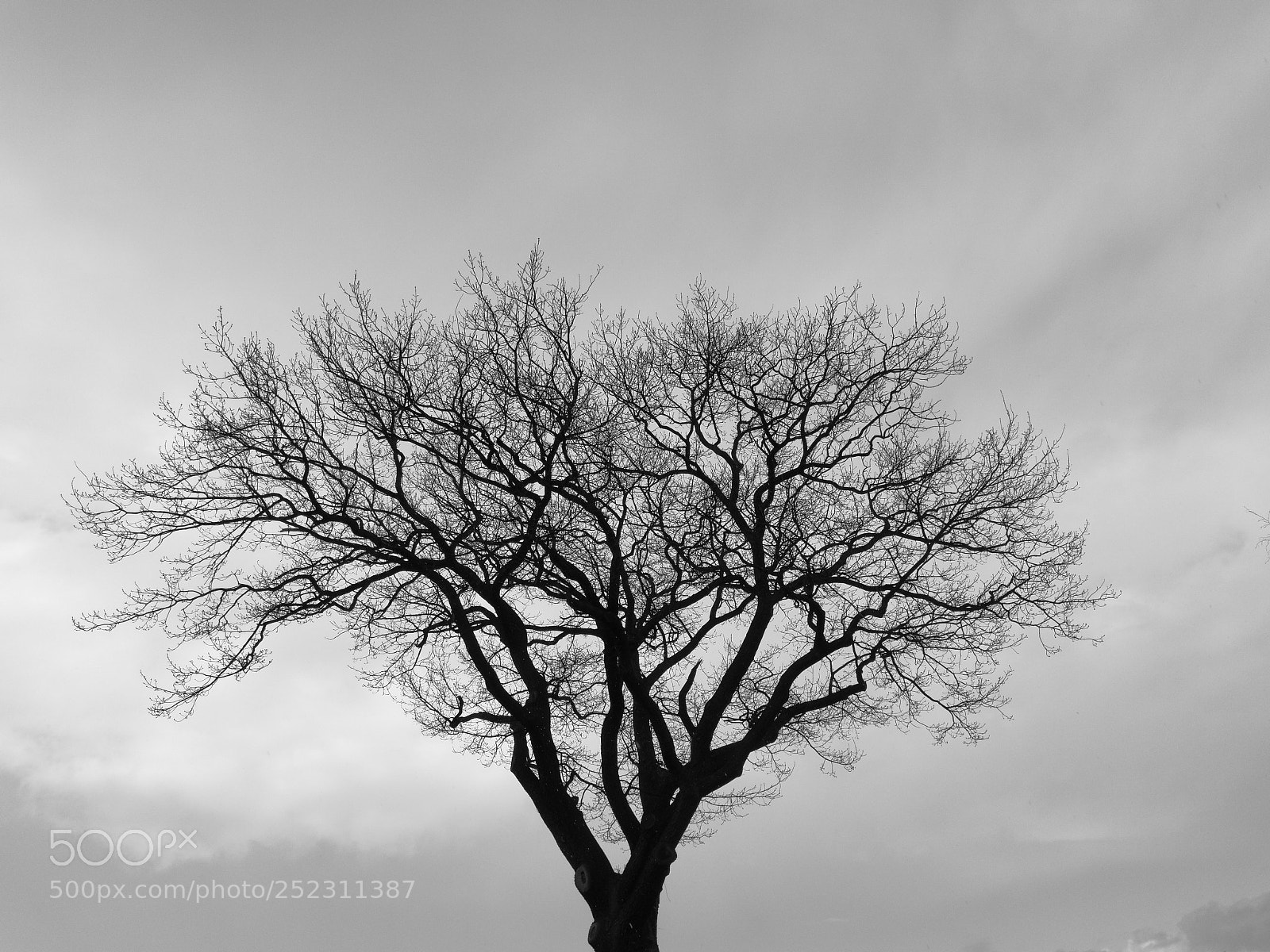HUAWEI P10 sample photo. Tree 5.4.2018 photography