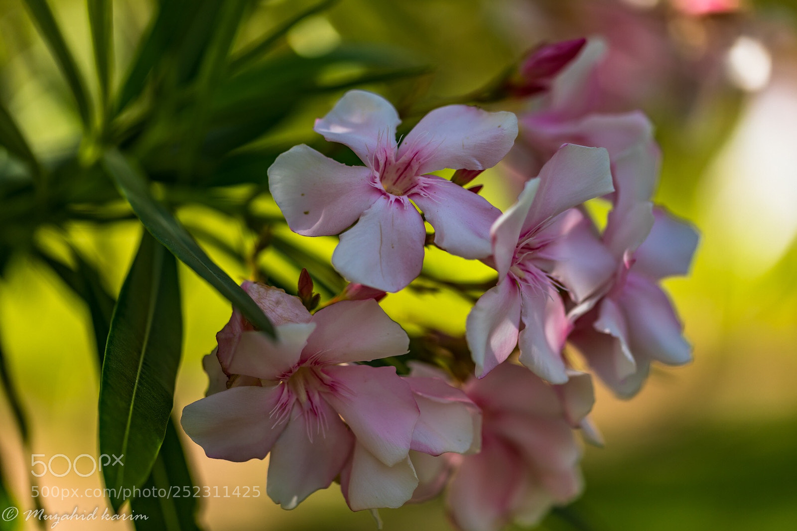 Canon EOS 5D Mark IV sample photo. Nerium olender 
করবী photography