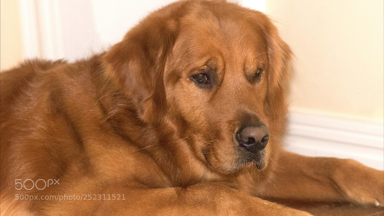 Nikon D500 sample photo. My dog photography