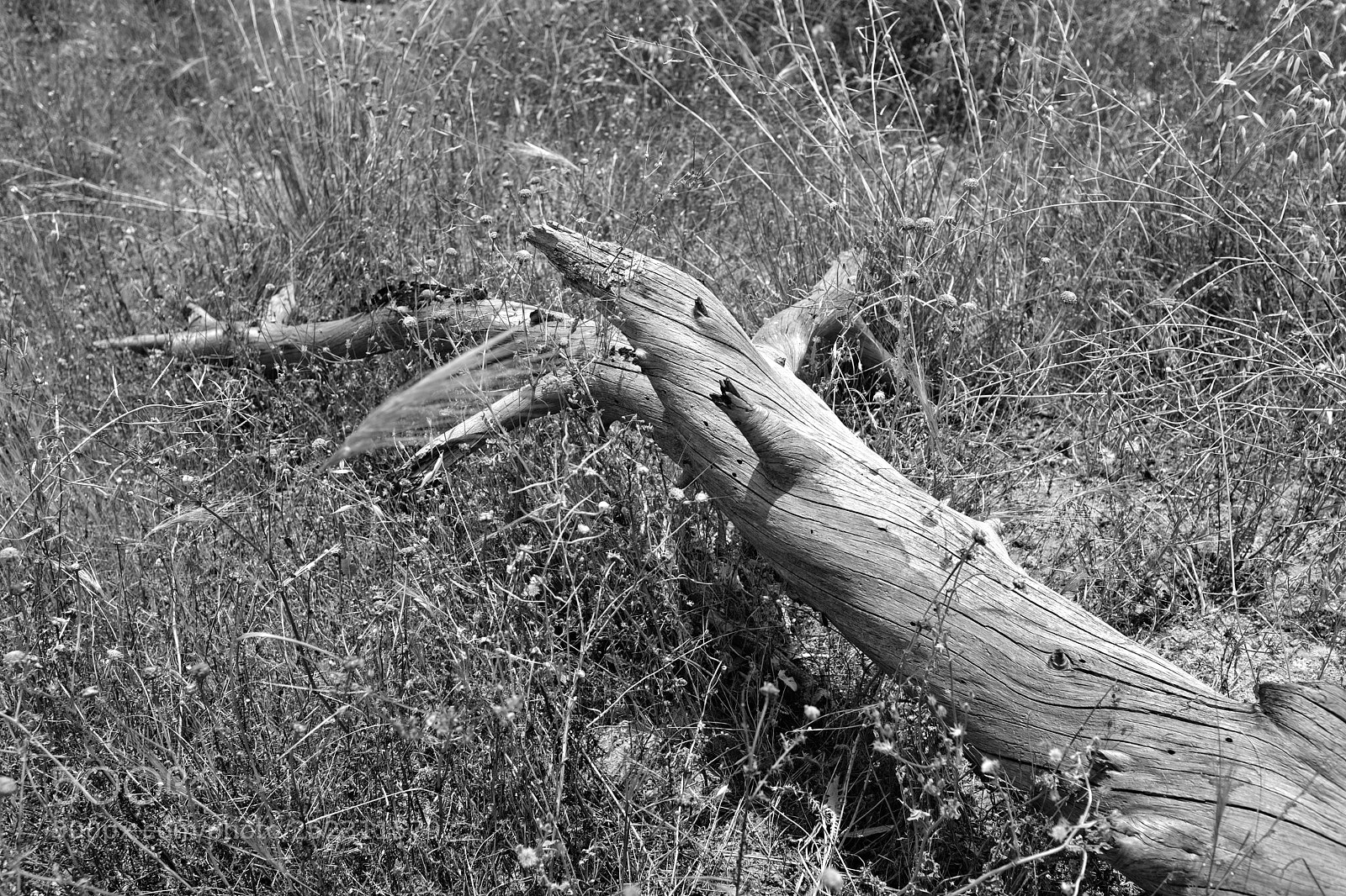 Fujifilm X100F sample photo. Broken photography