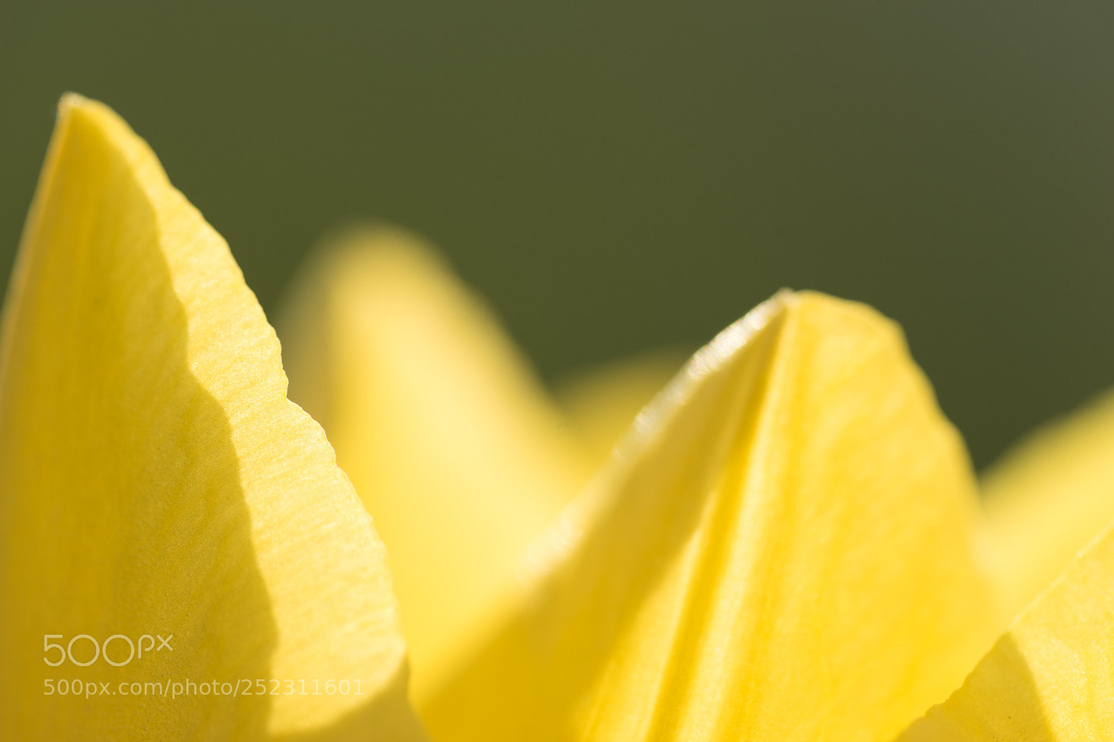 Sony a7 II sample photo. Yellow photography