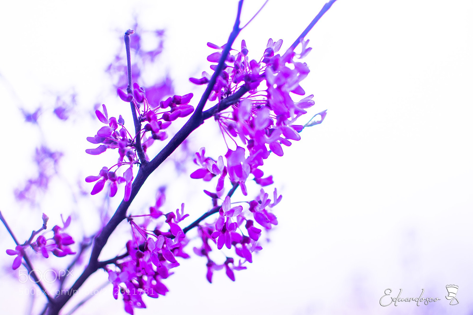 Nikon D7100 sample photo. Flor de durasnillo photography