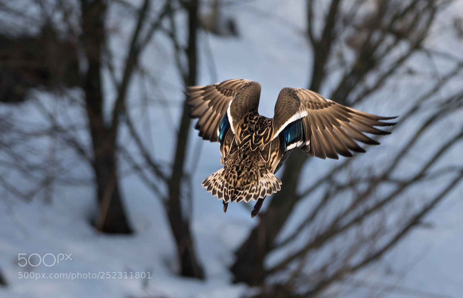 Sony ILCA-77M2 sample photo. Run duck,  run :) photography