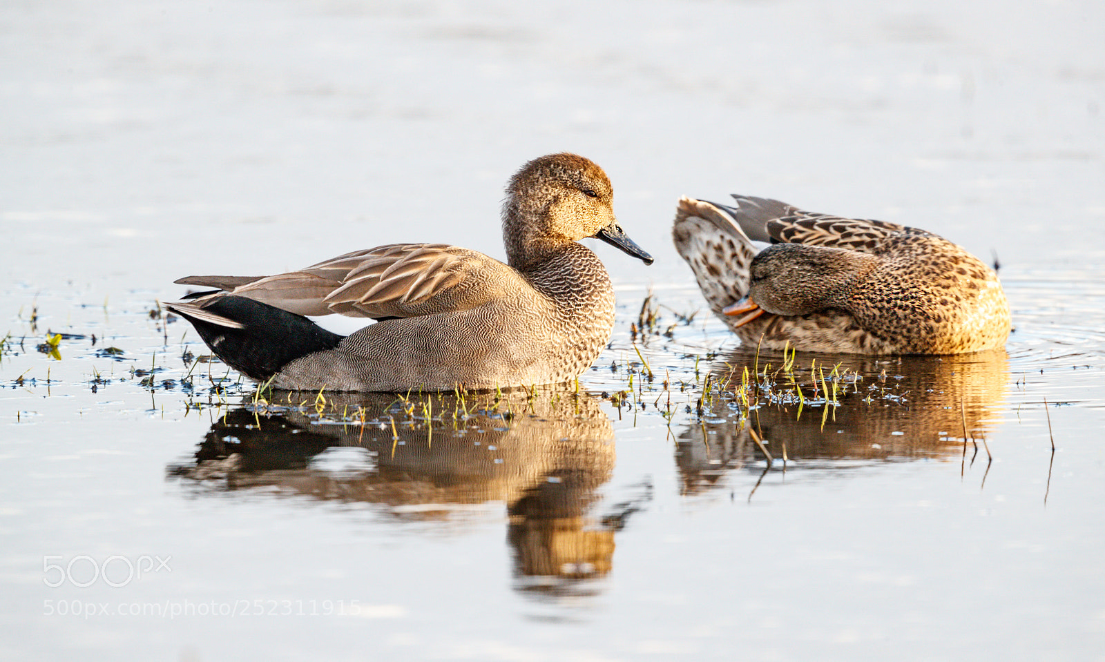 Canon EOS-1D X Mark II sample photo. Ducking photography