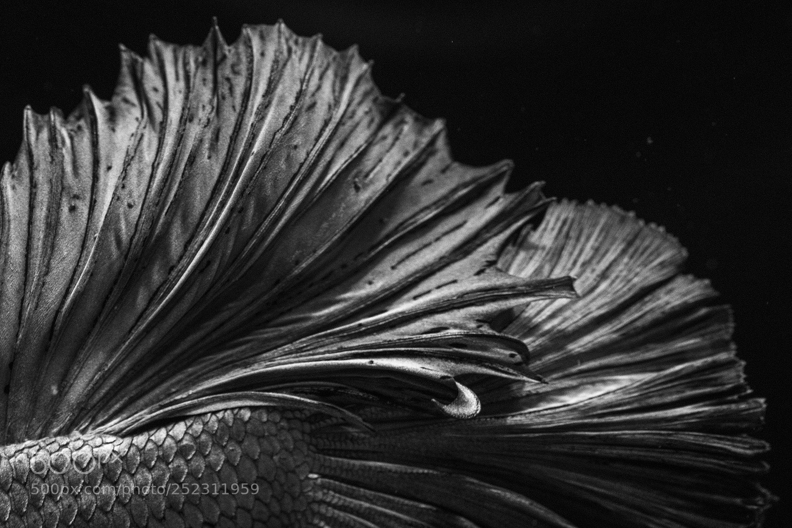 Canon EOS 5D Mark IV sample photo. Untitled photography