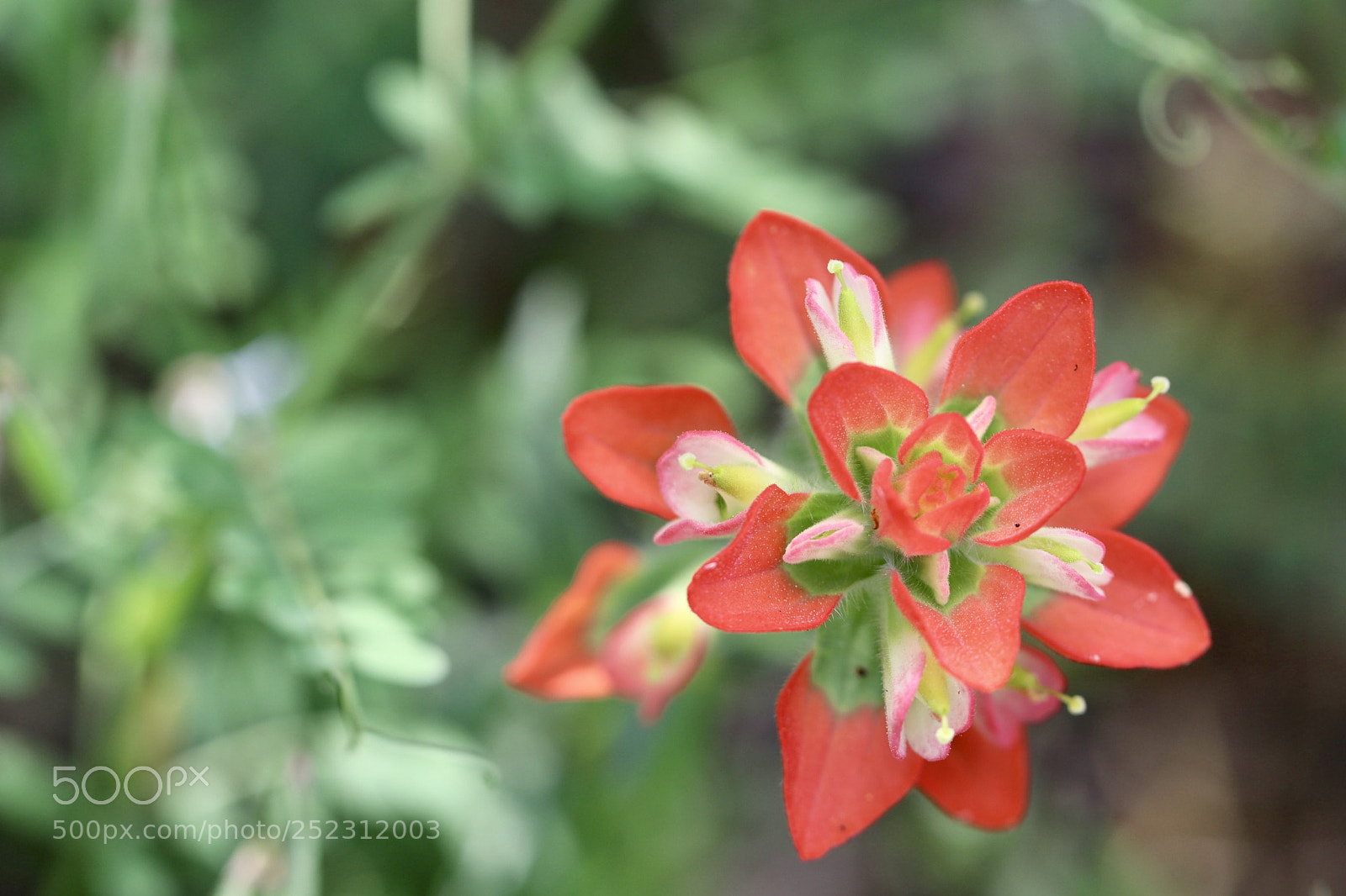 Canon EOS 80D sample photo. Indian paintbrush flower photography