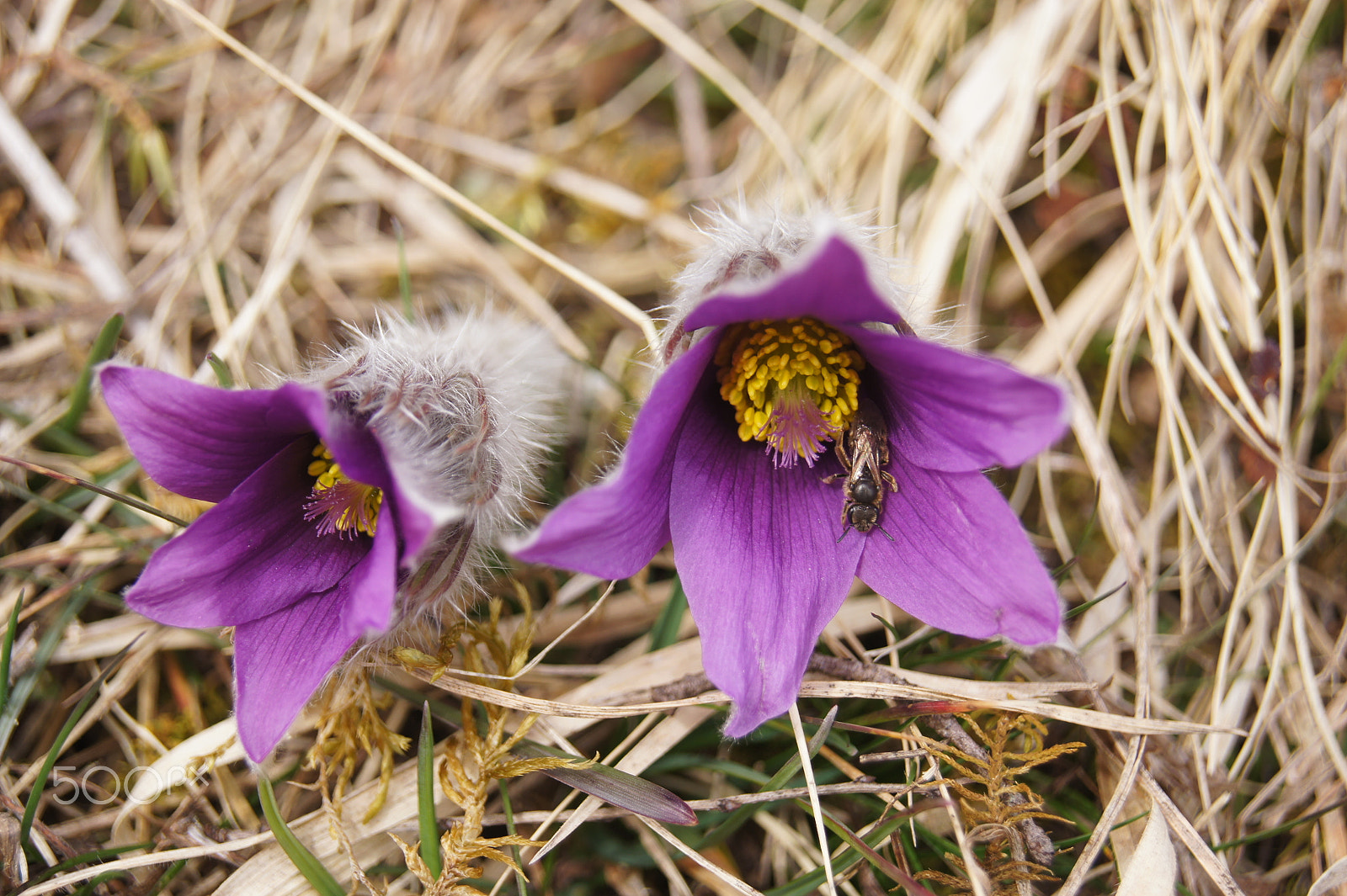 Sony SLT-A33 sample photo. Pasque flower photography