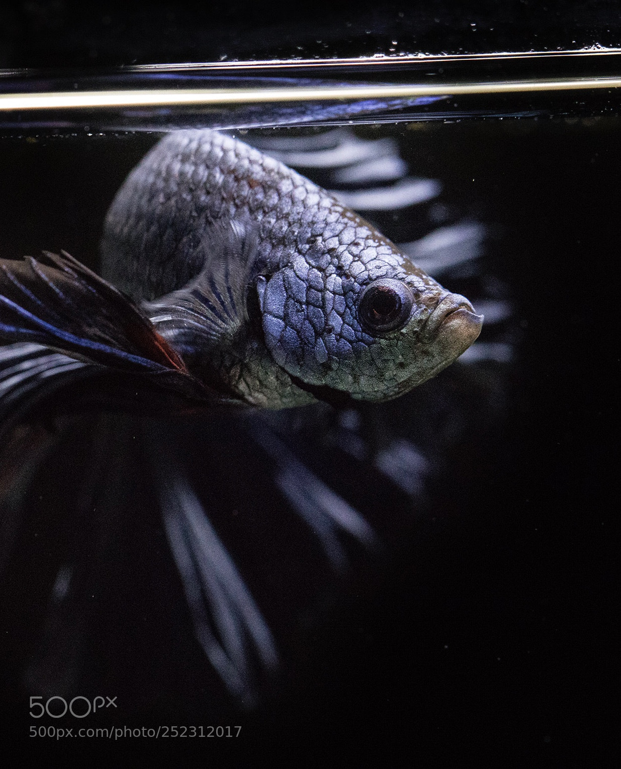 Canon EOS 5D Mark IV sample photo. Untitled photography