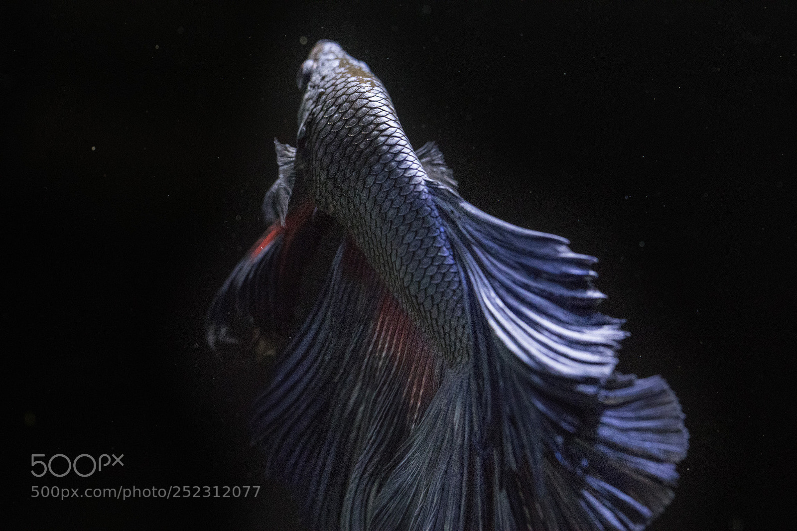 Canon EOS 5D Mark IV sample photo. Untitled photography