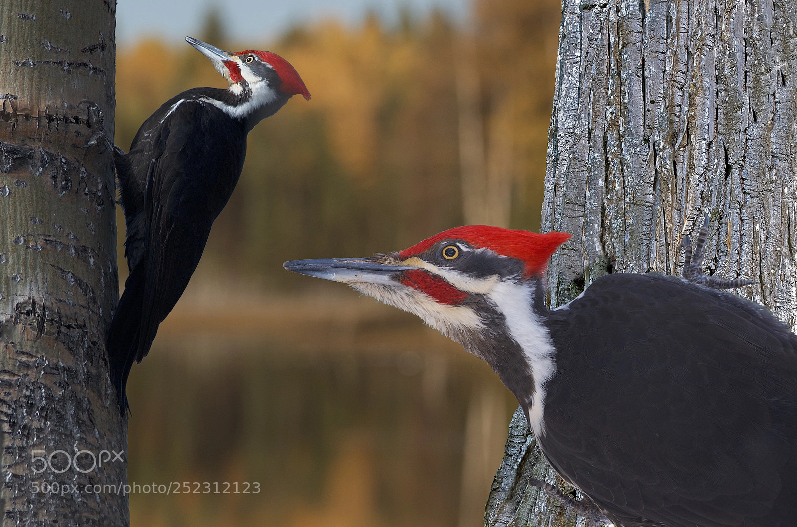 Nikon D7000 sample photo. Pileated woodpecker composite photography