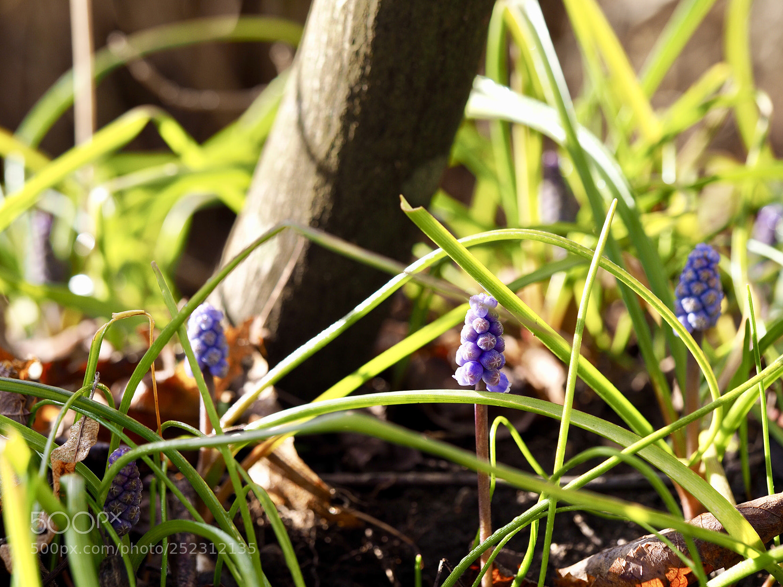Olympus OM-D E-M10 II sample photo. Muscari aucheri - blue photography