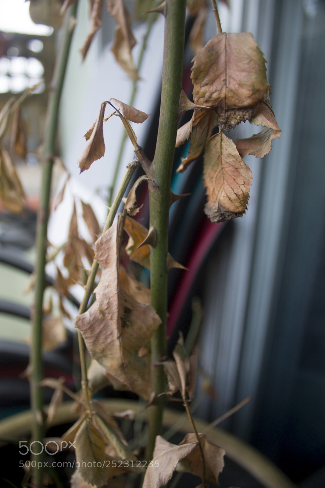 Canon EOS 1100D (EOS Rebel T3 / EOS Kiss X50) sample photo. Thorns photography