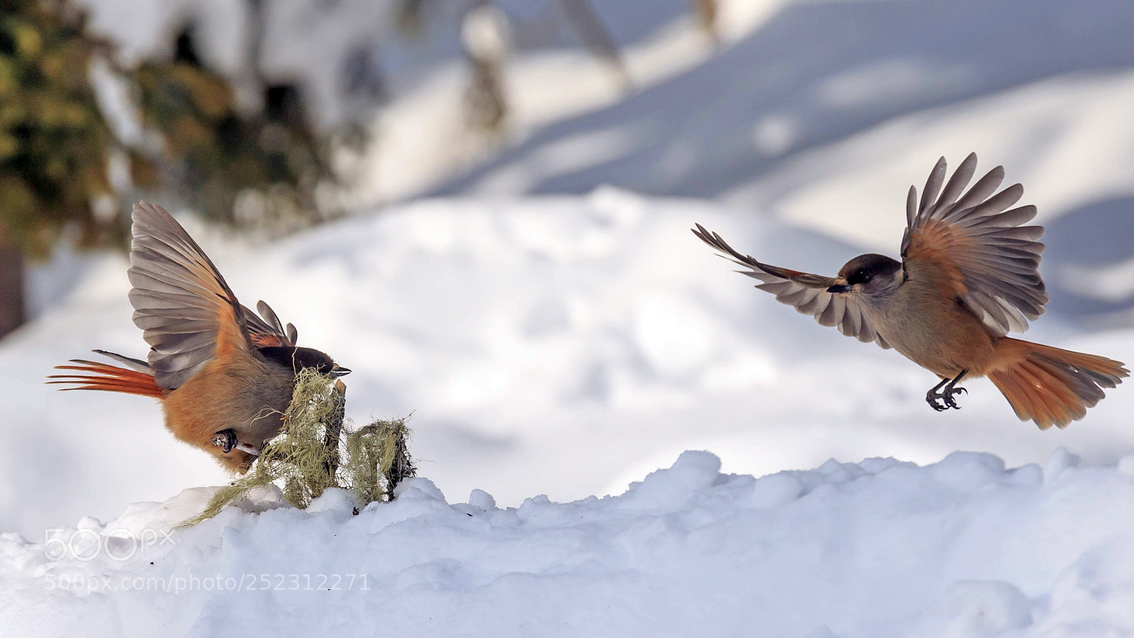 Canon EOS-1D X sample photo. Siberian jays in kuusamo photography