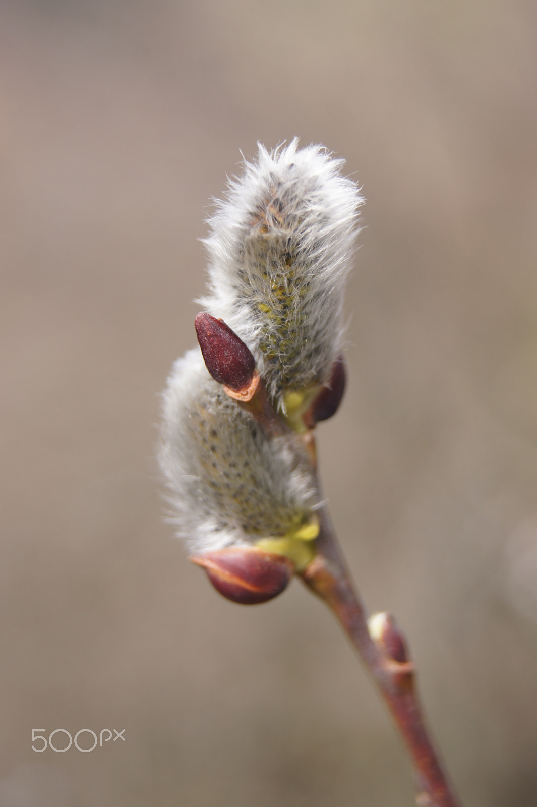 Sony SLT-A33 sample photo. Catkin photography