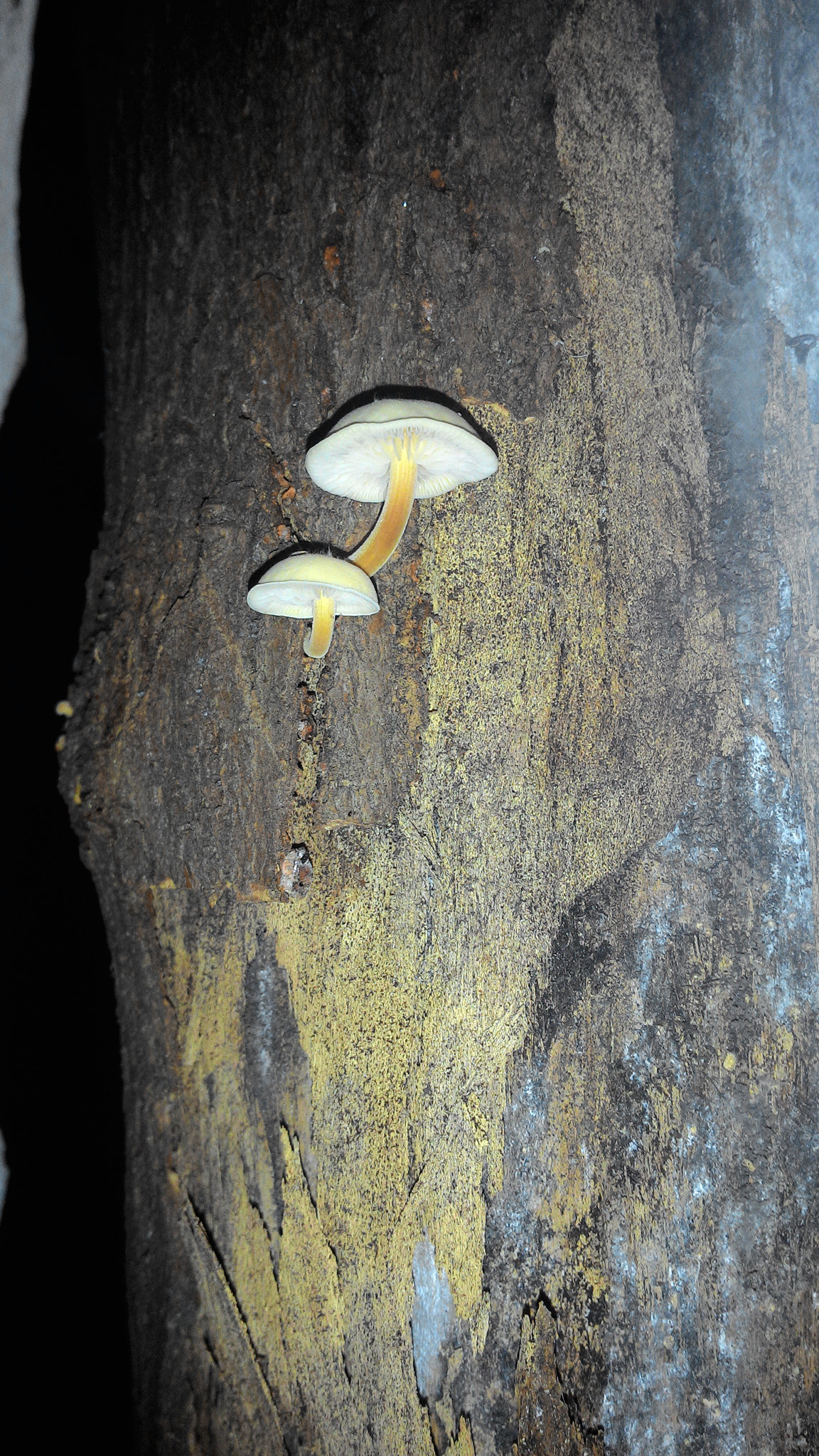 ASUS Z002 sample photo. Mushrooms in the cellar) photography
