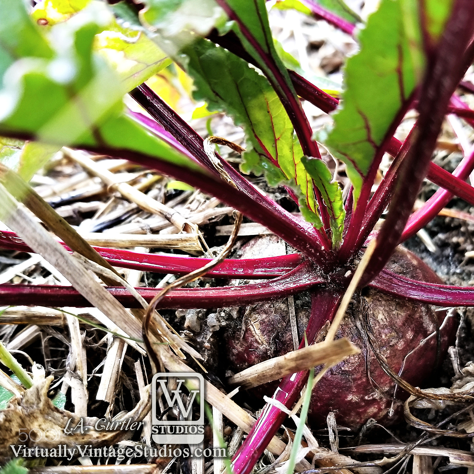 Samsung Galaxy S8 sample photo. The beet photography