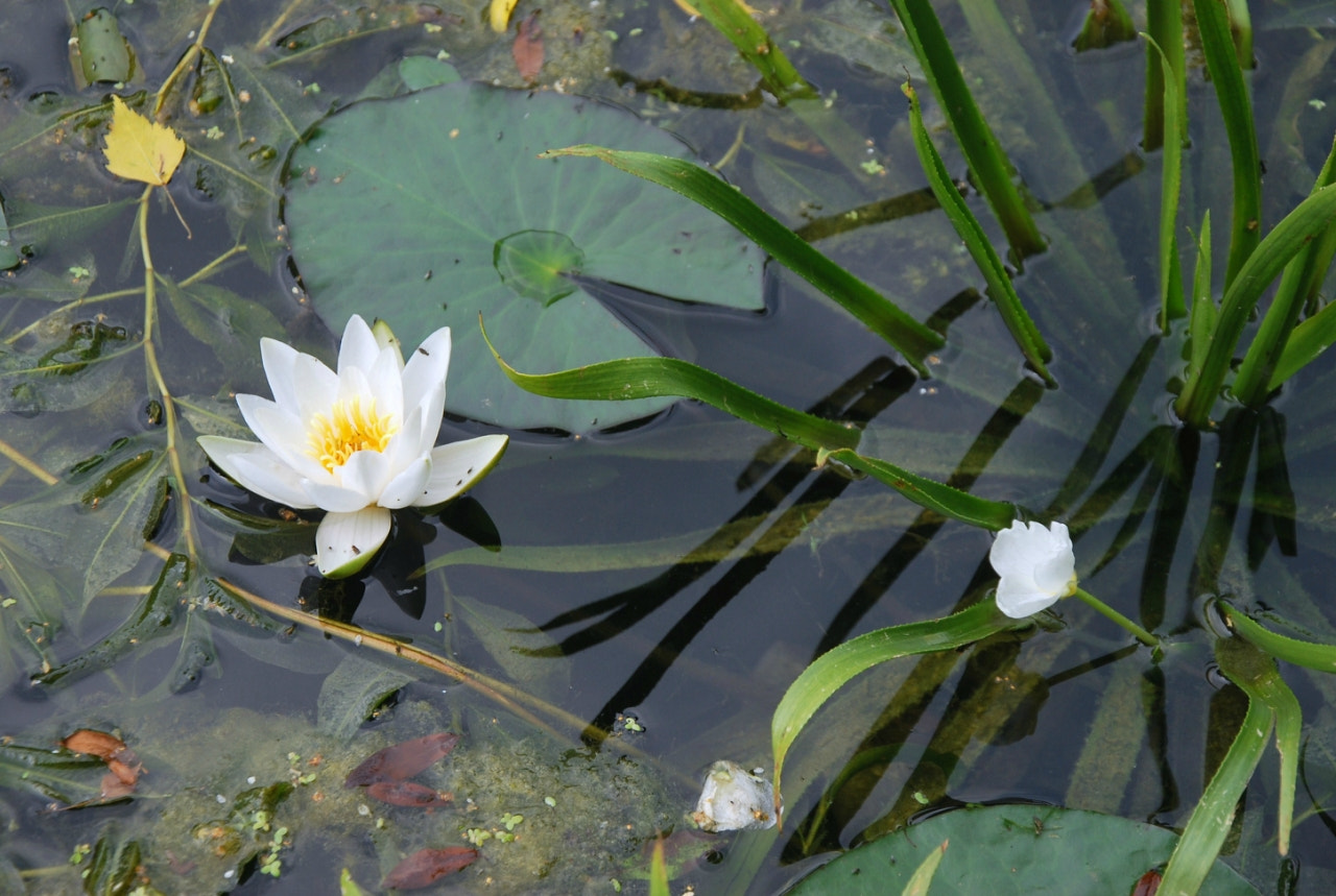 Nikon D60 sample photo. Bcbacorig photography