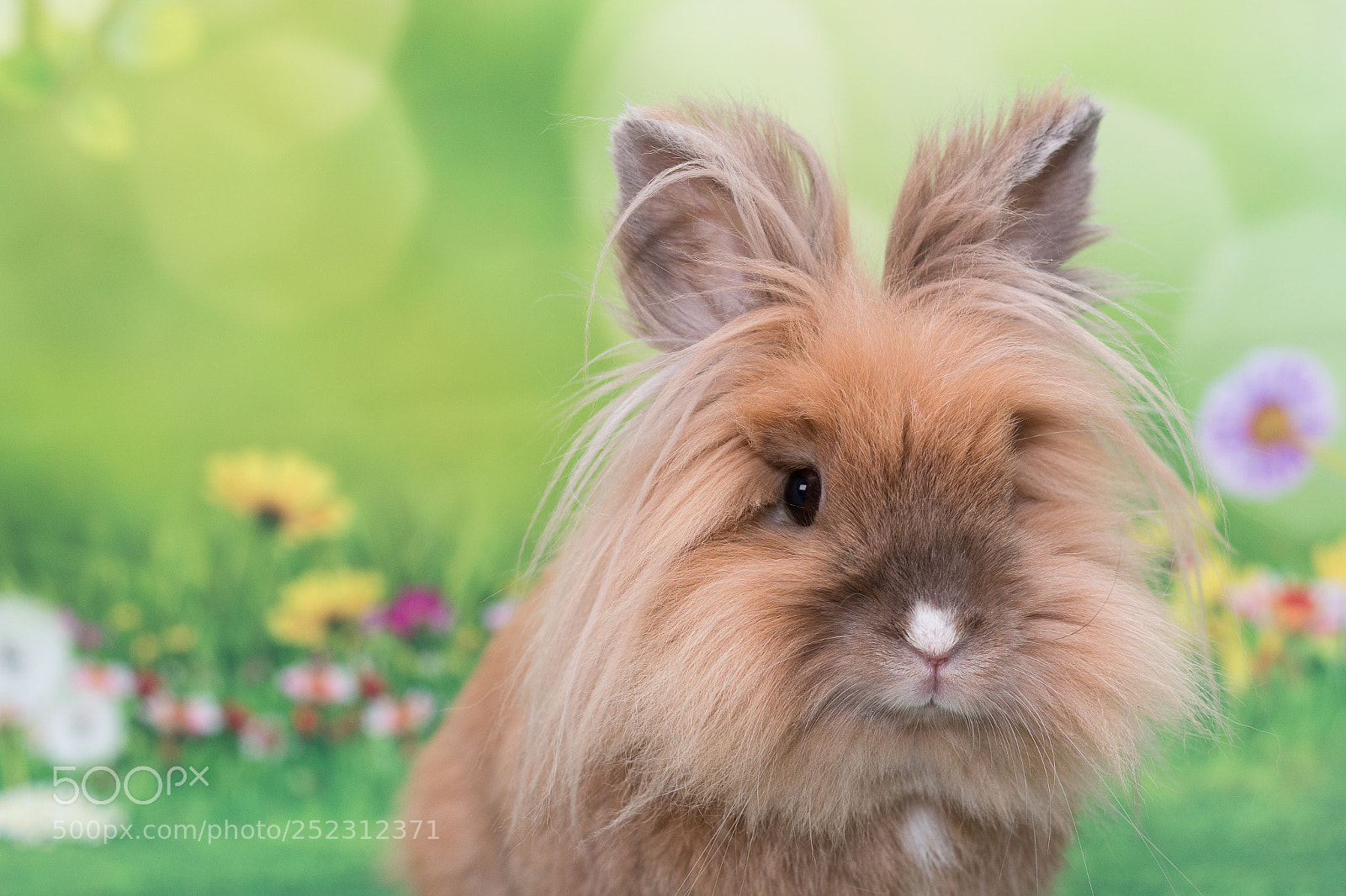Canon EOS 70D sample photo. Easter lionhead bunny photography
