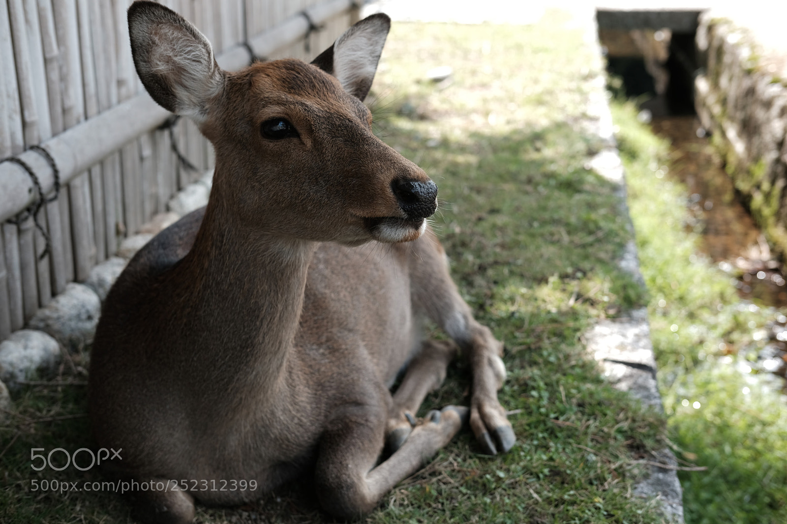 Fujifilm X-T20 sample photo. Nara deer photography