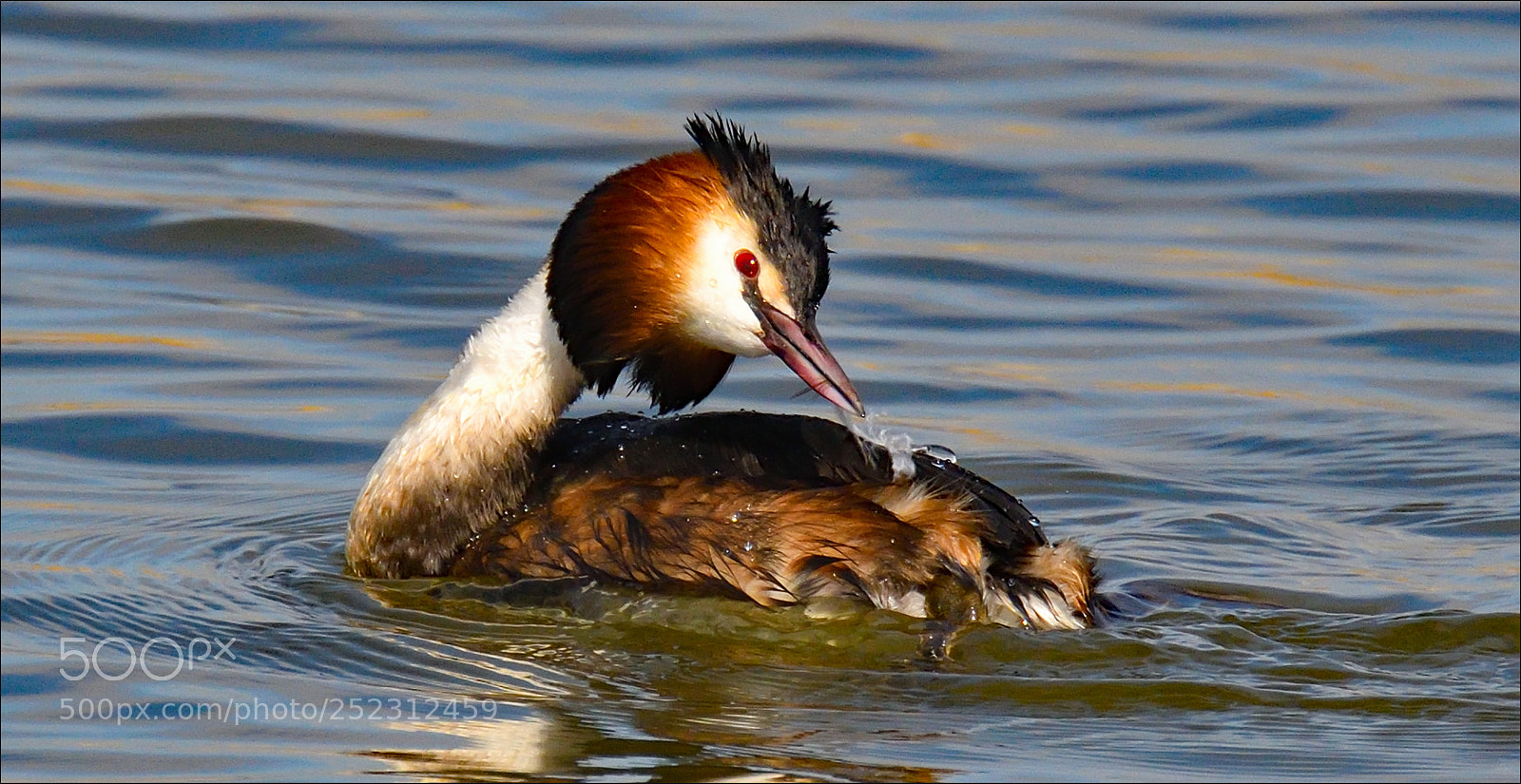 Nikon D500 sample photo. Brush my feathers photography