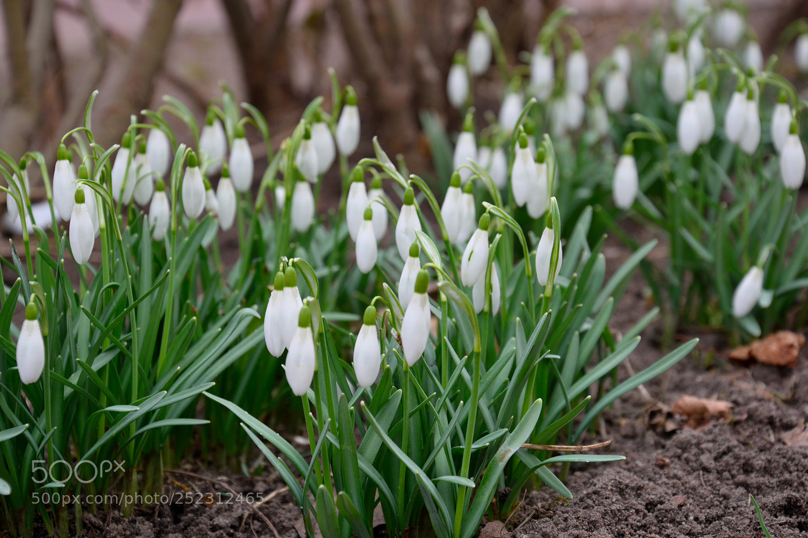 Nikon D3300 sample photo. Springtime photography