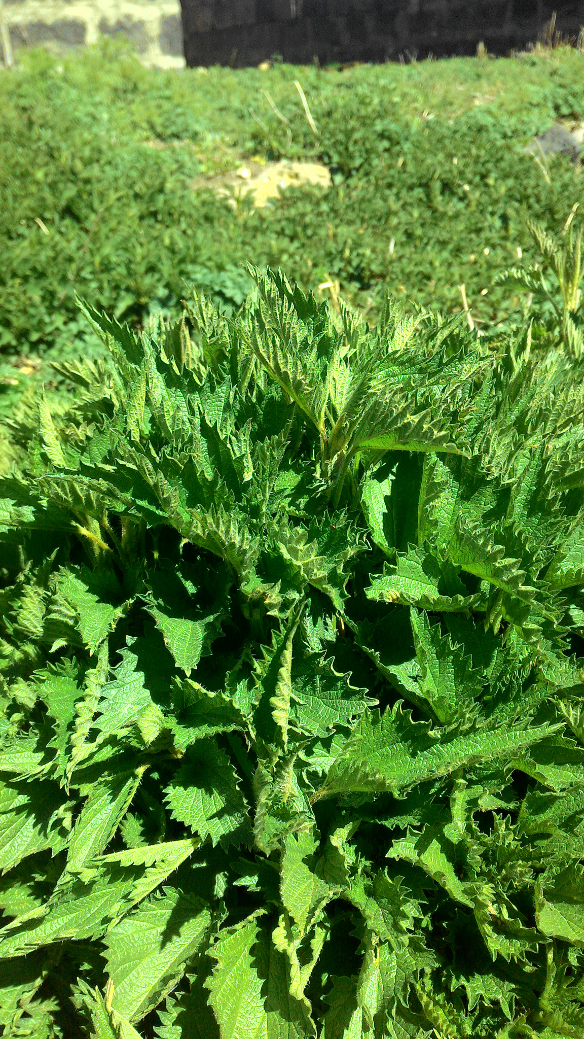 ASUS Z002 sample photo. Fresh spring nettle) photography