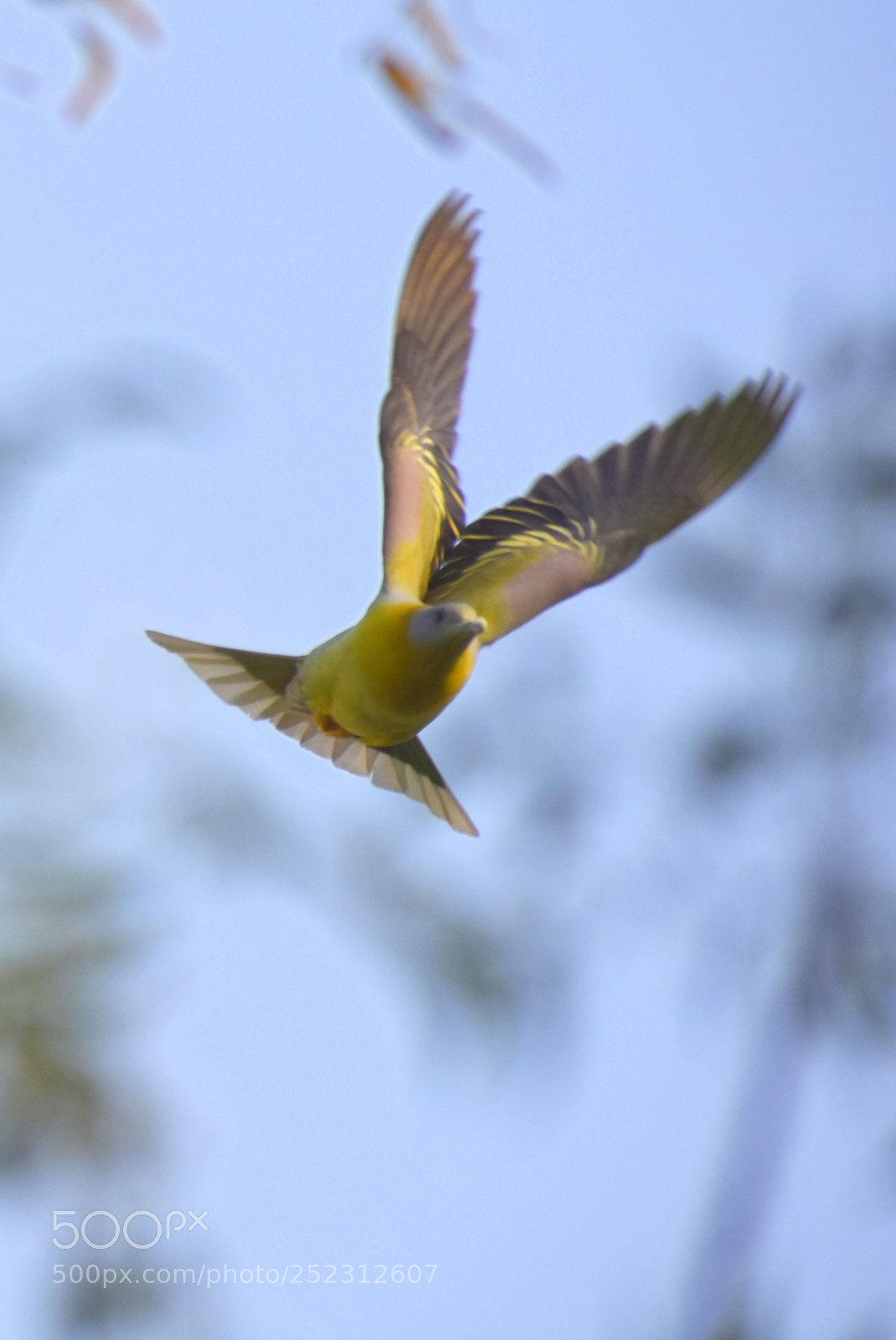 Nikon D7200 sample photo. Green pigeon photography