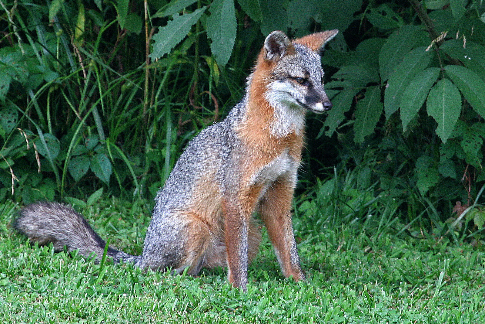 Canon EOS 20D sample photo. Gray fox photography
