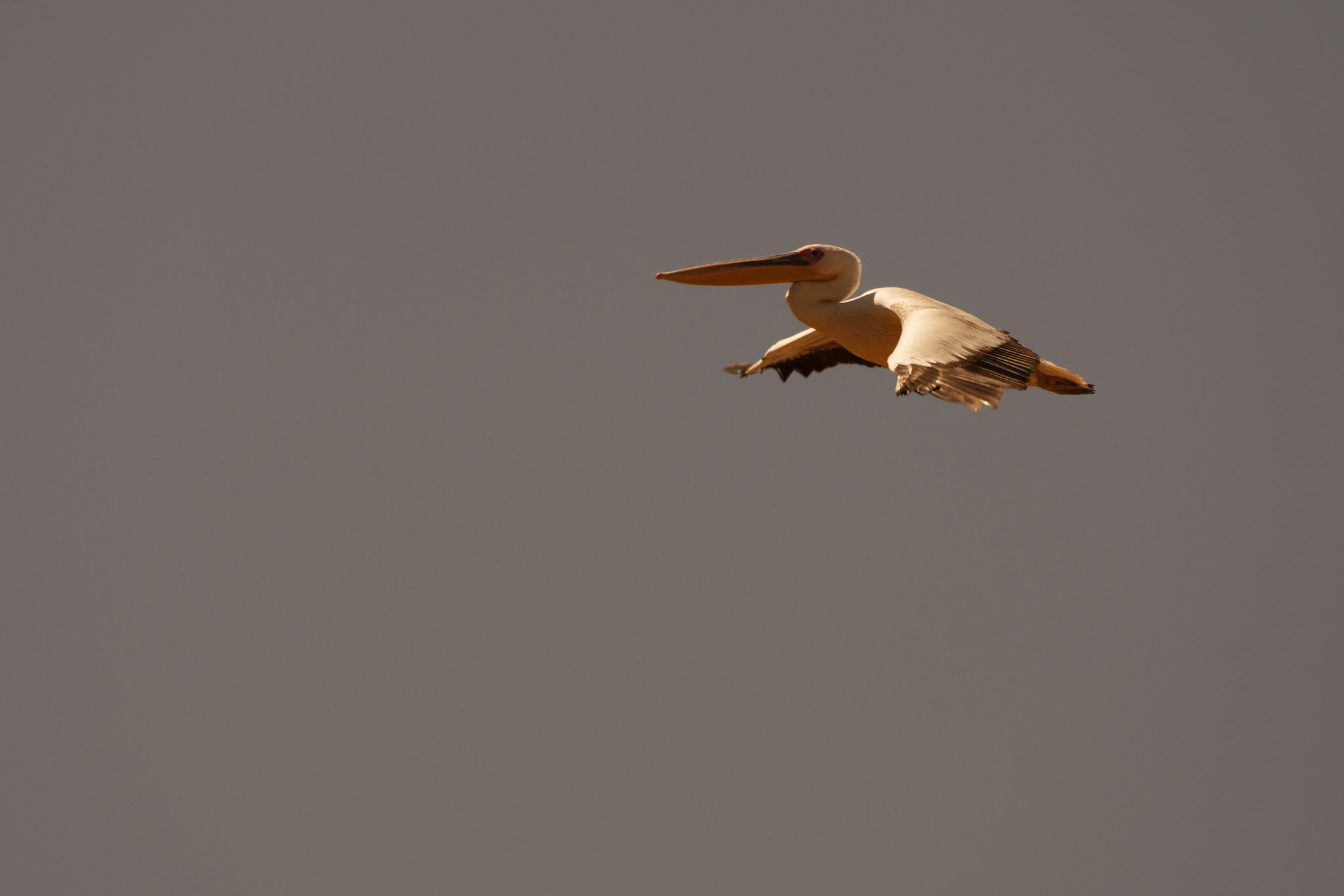 Nikon AF-S Nikkor 200-500mm F5.6E ED VR sample photo. Pelican over a fish pond photography