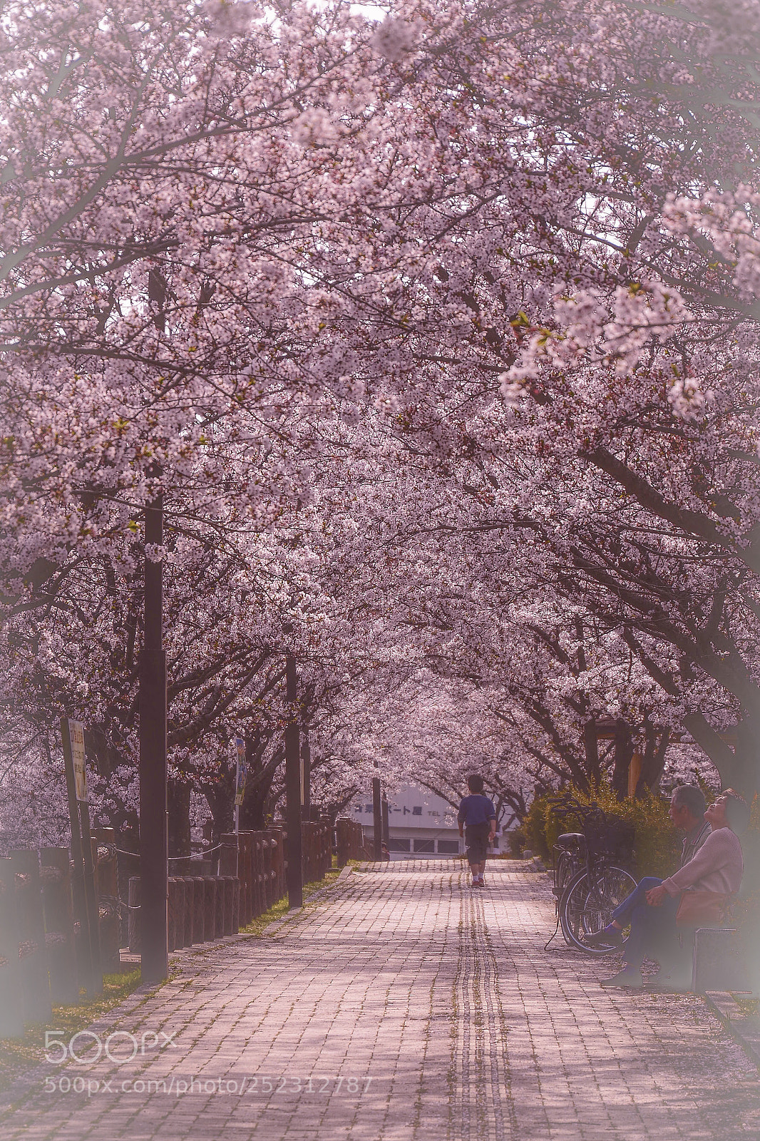 Nikon D7100 sample photo. Sakura (japanese cherry)street  photography