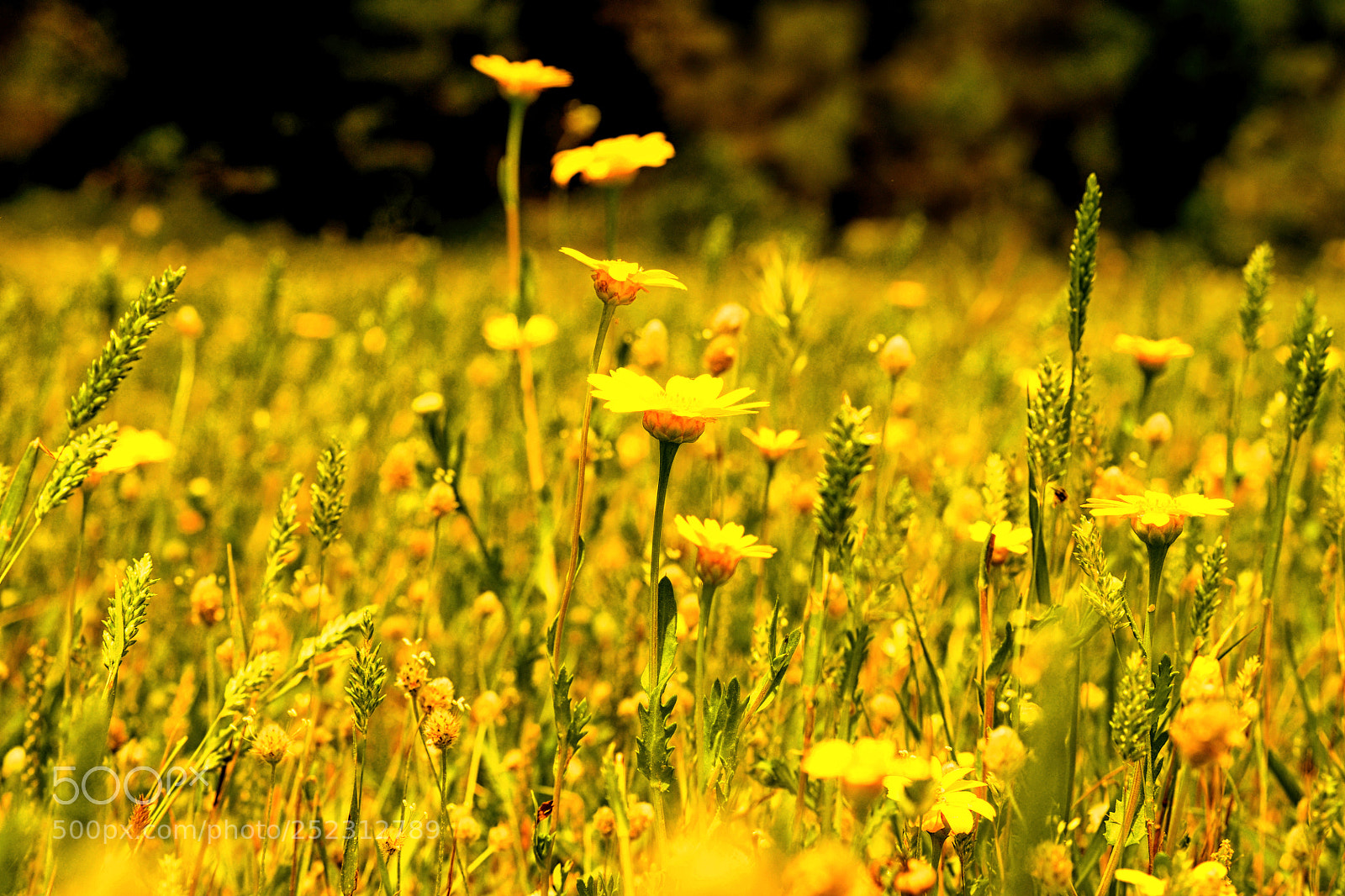 Nikon D300 sample photo. Flowers photography