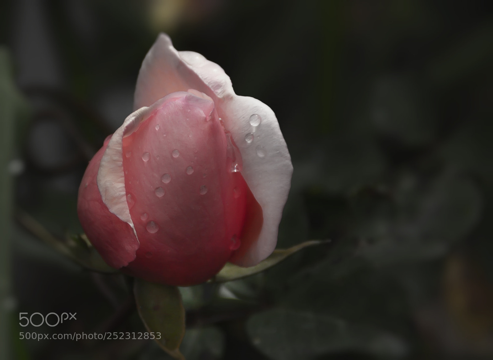 Canon EOS 7D sample photo. Rose photography