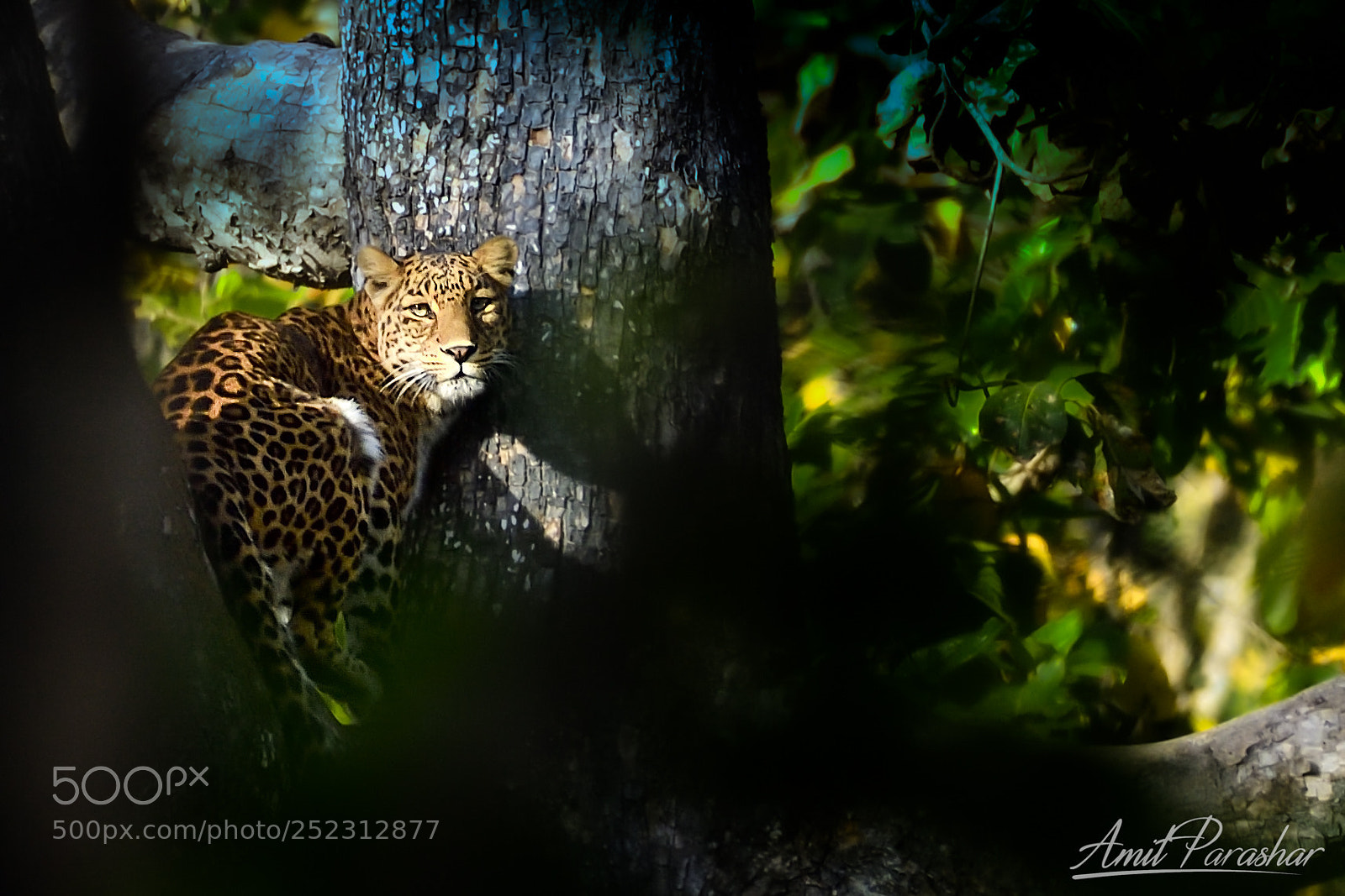 Nikon D5 sample photo. Leopard photography