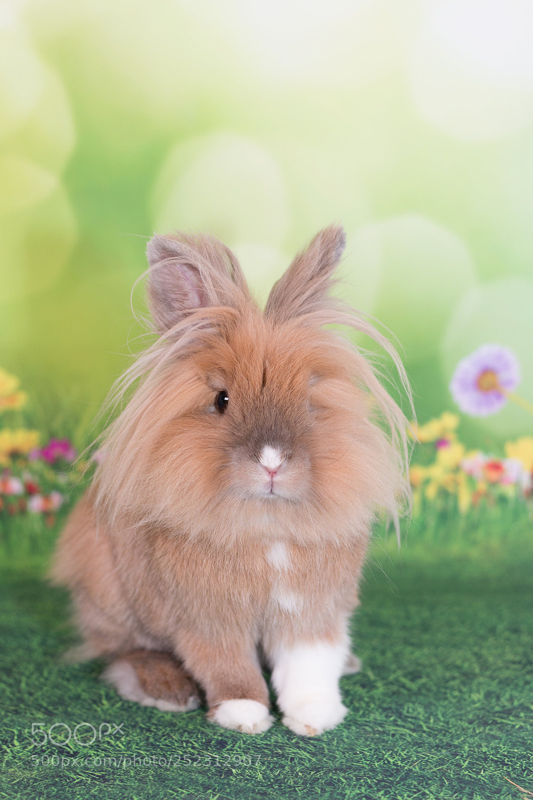 Canon EOS 70D sample photo. Lionhead bunny - easter photography