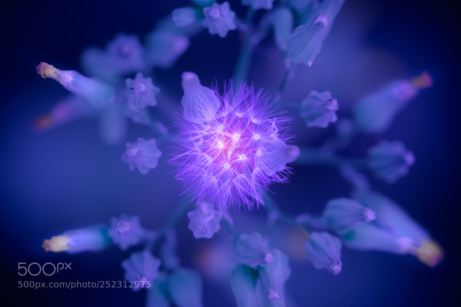 Nikon D3400 sample photo. Dandelion photography