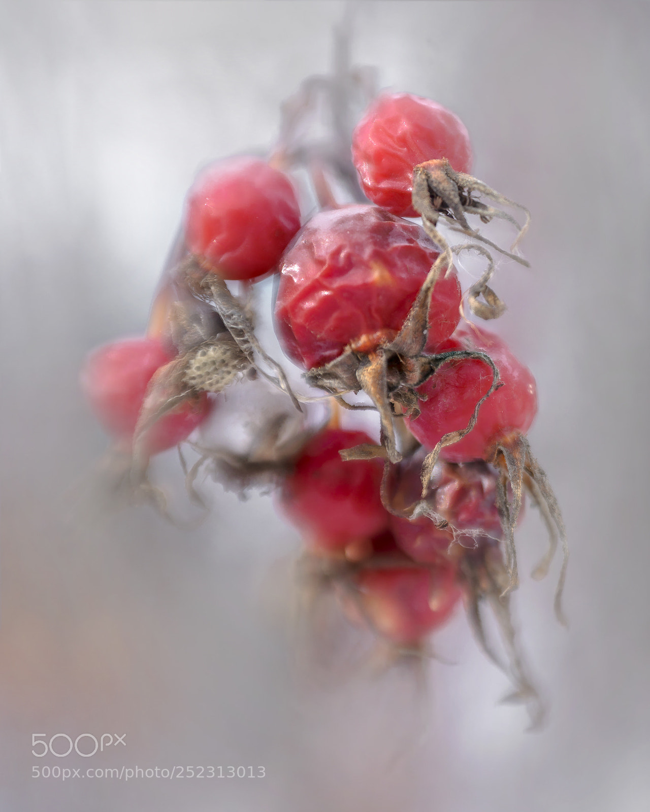 Nikon D7000 sample photo. Red & white photography