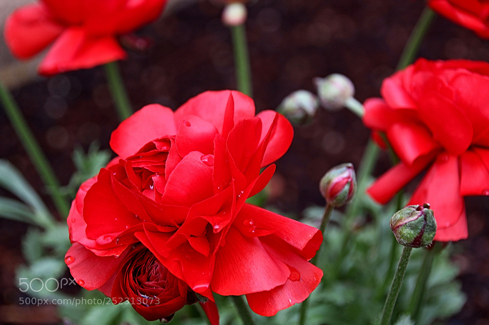 Canon EOS 600D (Rebel EOS T3i / EOS Kiss X5) sample photo. Flor roja photography