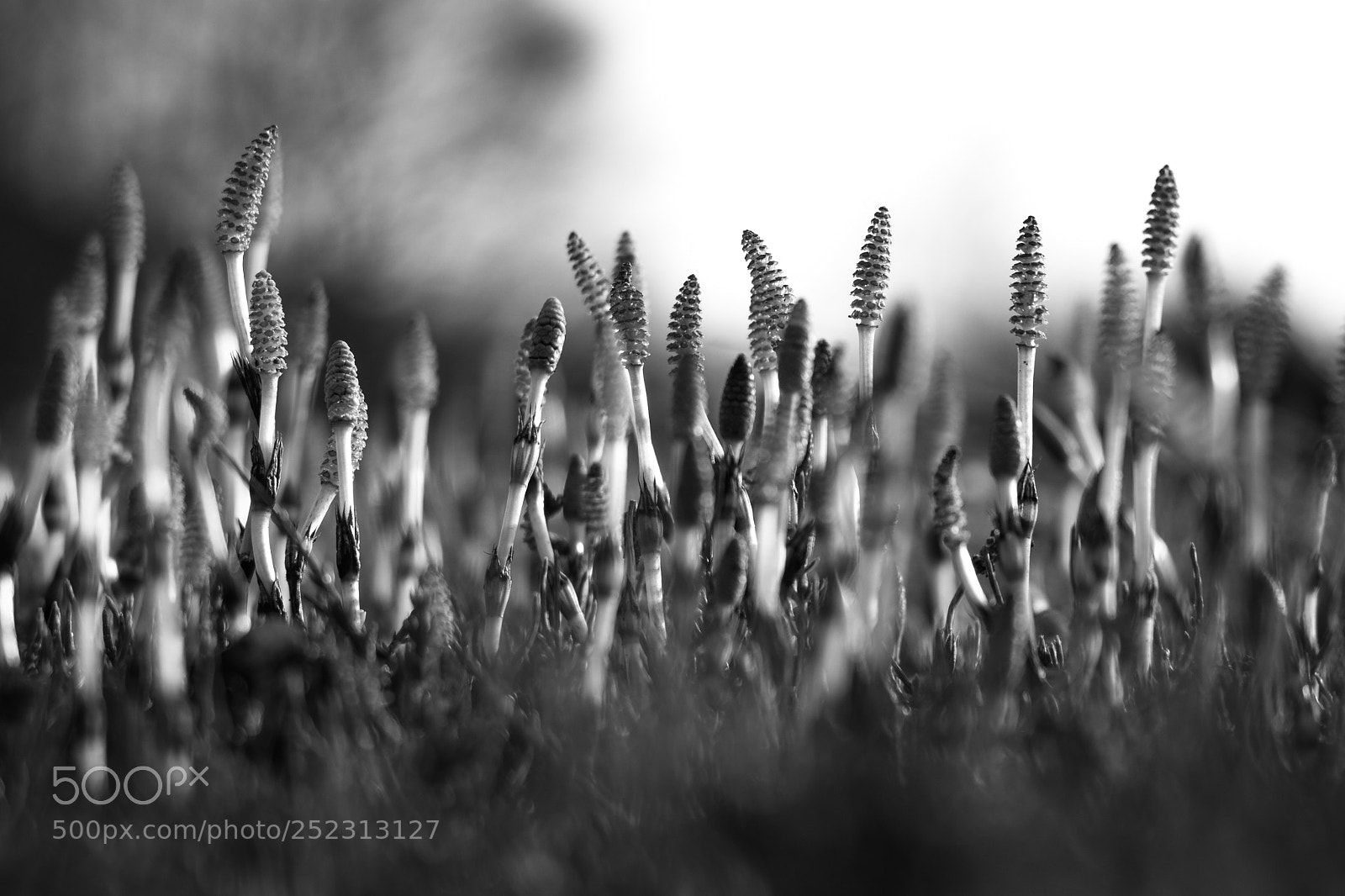 Sony a6500 sample photo. Horsetail photography