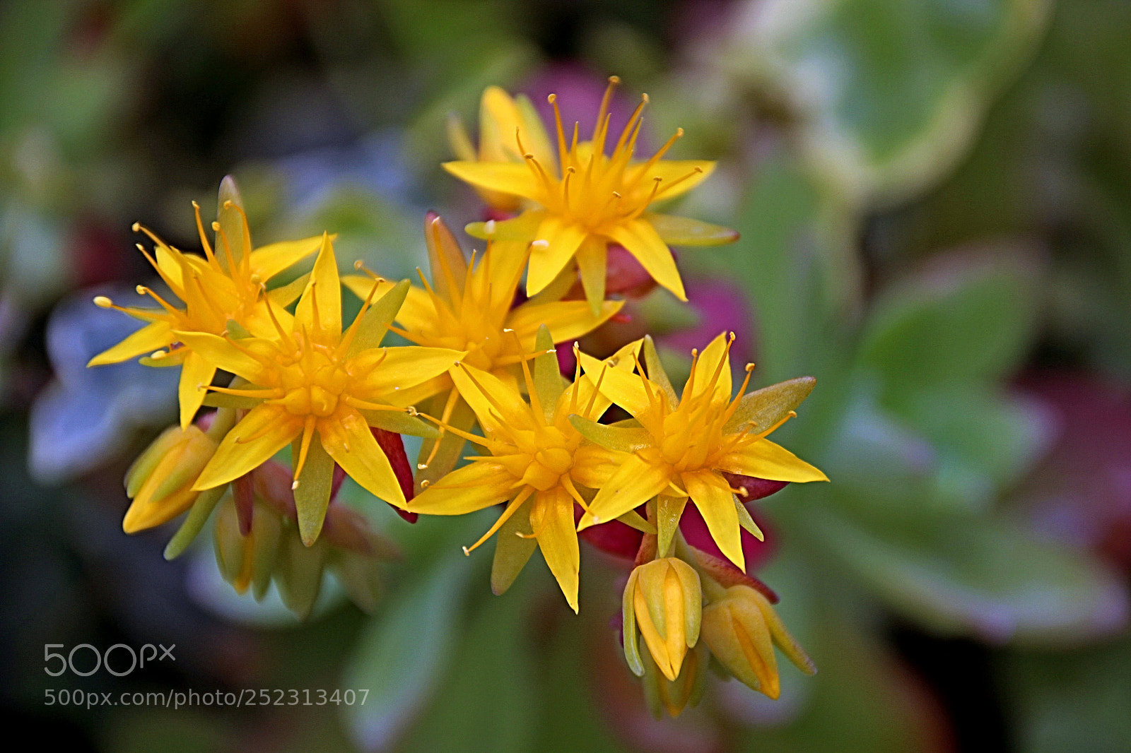 Canon EOS 600D (Rebel EOS T3i / EOS Kiss X5) sample photo. Flor amarilla photography
