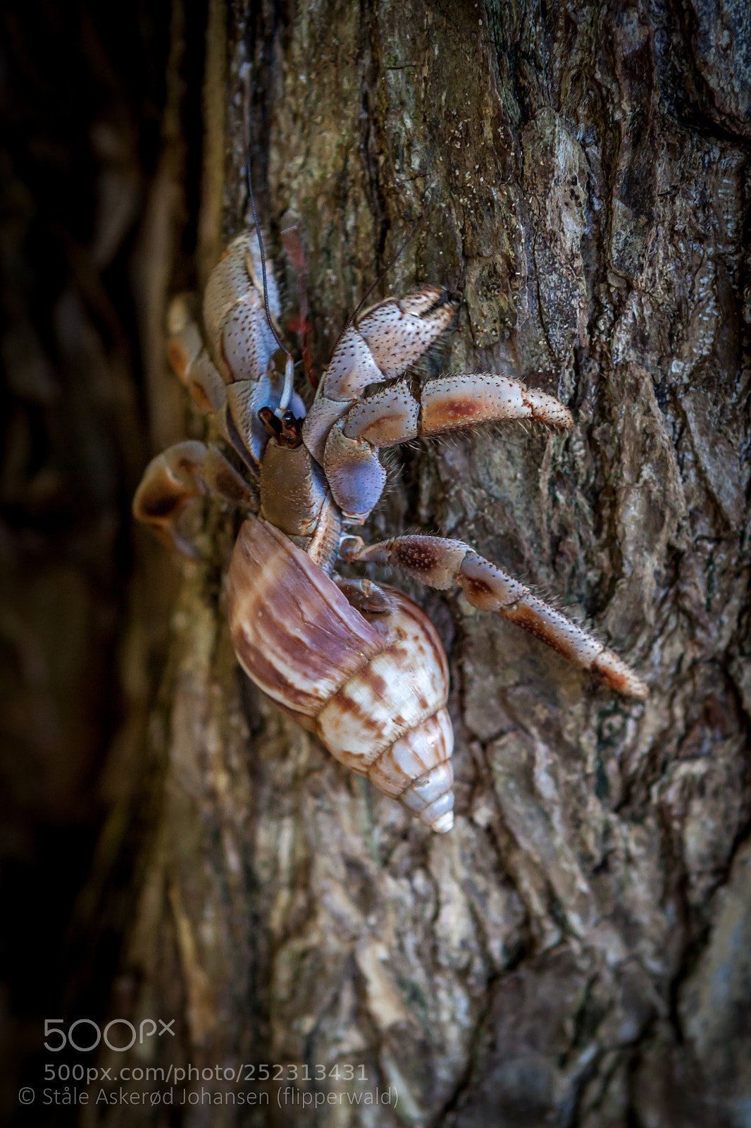 Canon EOS 500D (EOS Rebel T1i / EOS Kiss X3) sample photo. Critters photography