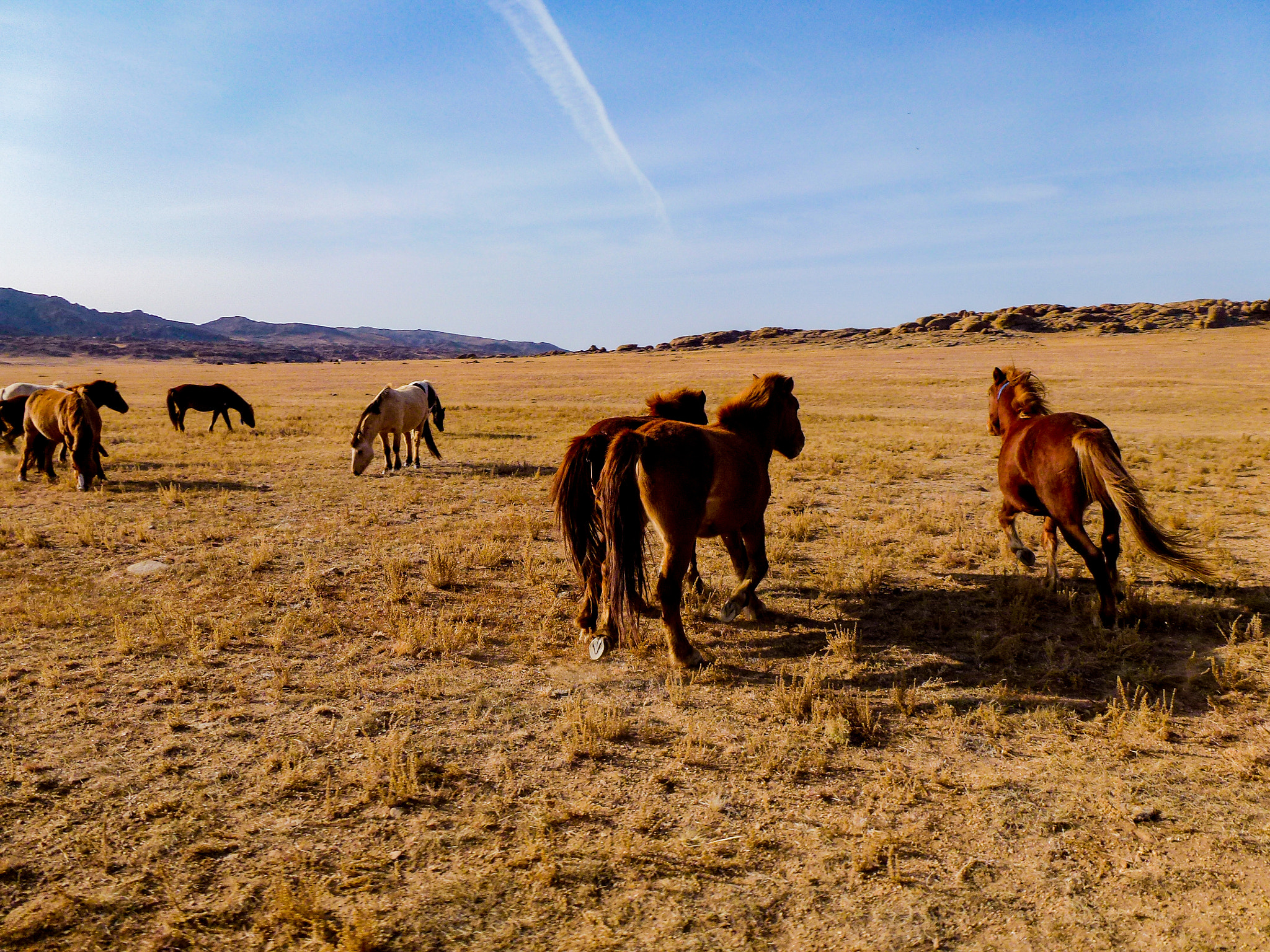 Leica V-Lux 30 / Panasonic Lumix DMC-TZ22 sample photo. Wild horses in gobi desert in mongolia photography
