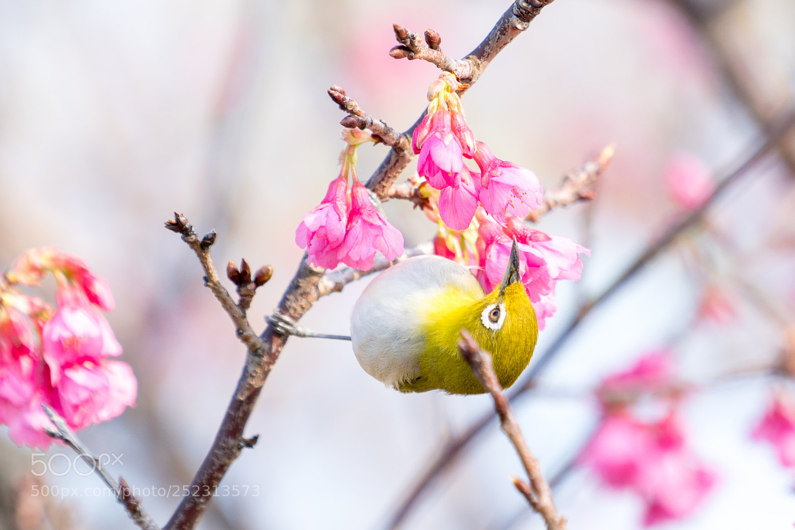 Sony a6500 sample photo. Spring is coming photography