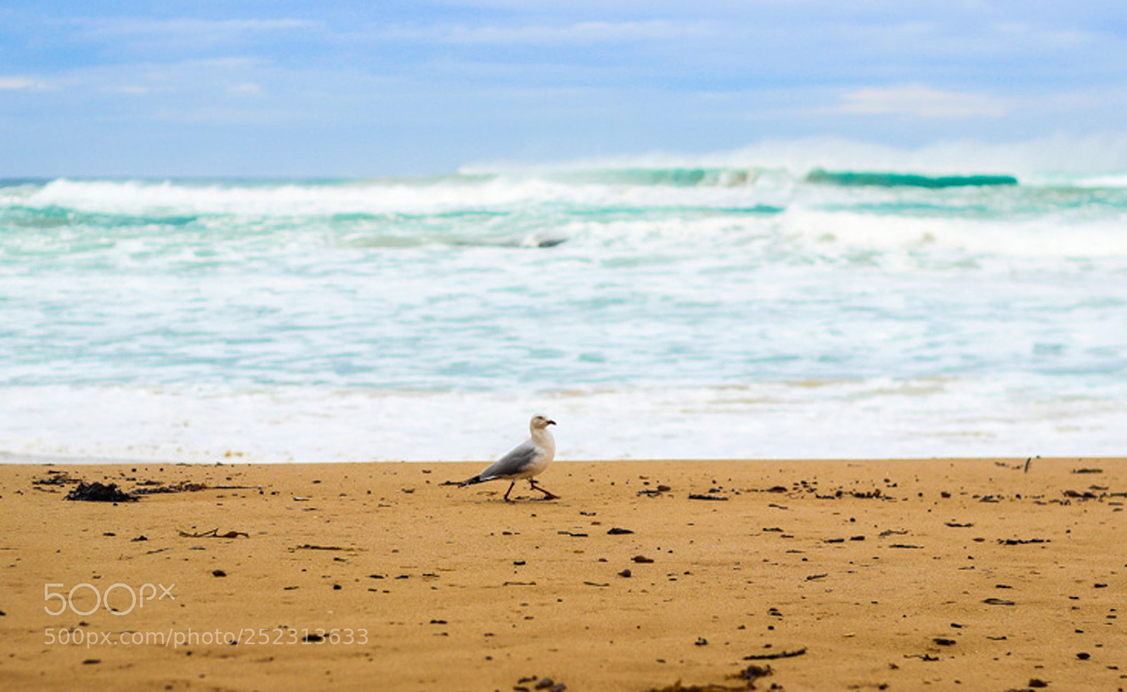 Canon EOS 600D (Rebel EOS T3i / EOS Kiss X5) sample photo. Seagull walking alone amongst photography