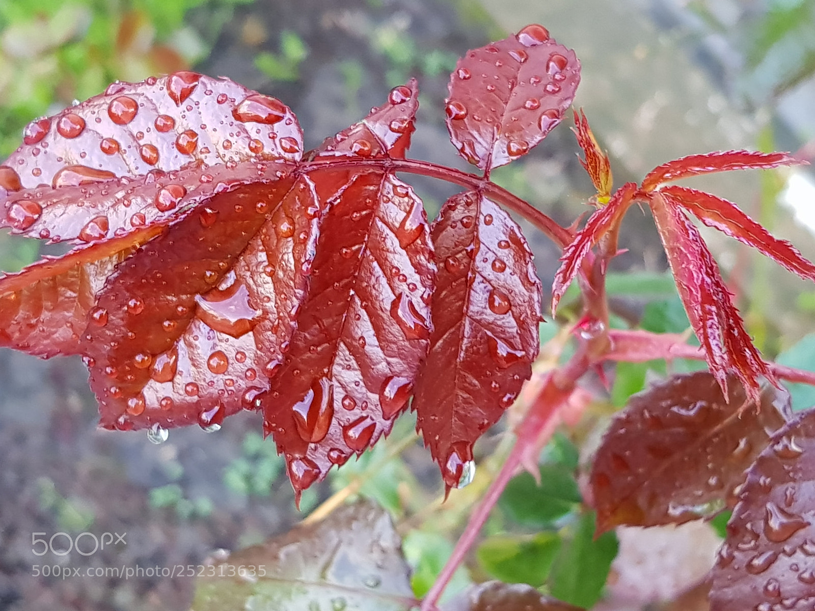 Samsung Galaxy S8 sample photo. After rain photography